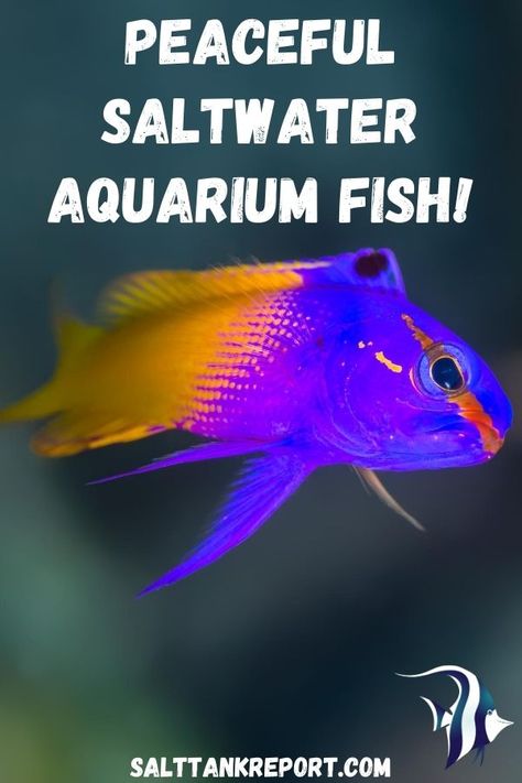 #saltwaterfish #saltwaterfishforbeginners #saltwateraquariums Salt Water Aquarium Ideas, Bioluminescent Animals, Salt Water Aquarium, Reef Tank Aquascaping, Saltwater Aquariums, Saltwater Aquarium Fish, Coral Reef Aquarium, Fish Keeping, Saltwater Fish Tanks