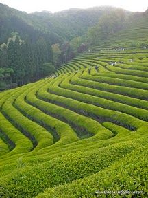 I'll bet you are not sure what this is! It is tea fields on Korea! Real tea. Tea Farm Illustration, Tea Garden Photography, Tea Garden Design, Best Fish For Aquaponics, Tea Field, Korean Tea, Tea Gardens, Tea Farm, World Radio