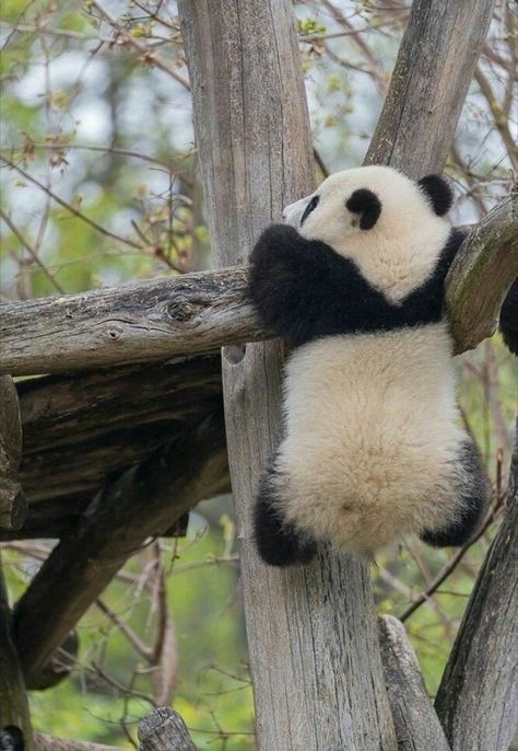 Baby Panda Bears, Panda Panda, Panda Bears, Panda Funny, Giant Panda, Baby Panda, Fluffy Animals, Cute Wild Animals