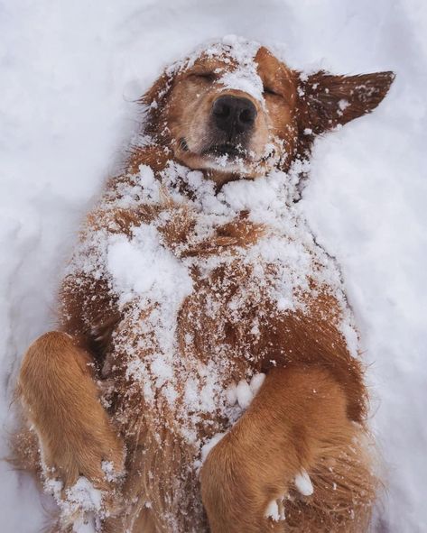 Chien Golden Retriever, Golden Retriever Mix, Pretty Dogs, Cute Animal Photos, Golden Retrievers, Screen Wallpaper, 귀여운 동물, Cute Funny Animals, Cuteness Overload