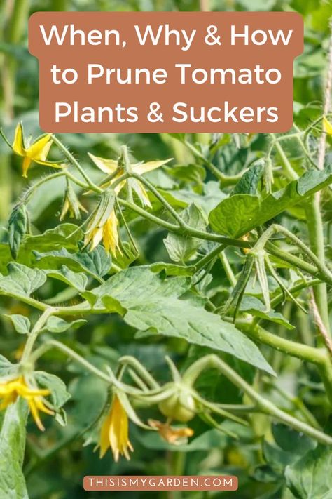 Propagating Tomato Plants, Training Tomato Plants, Prune Tomato Plants How To, Diy Tomato Greenhouse, Tomato Pruning Tips, How To Take Care Of Tomato Plants, Topping Tomato Plants, Best Way To Stake Tomato Plants, Transplanting Tomato Plants