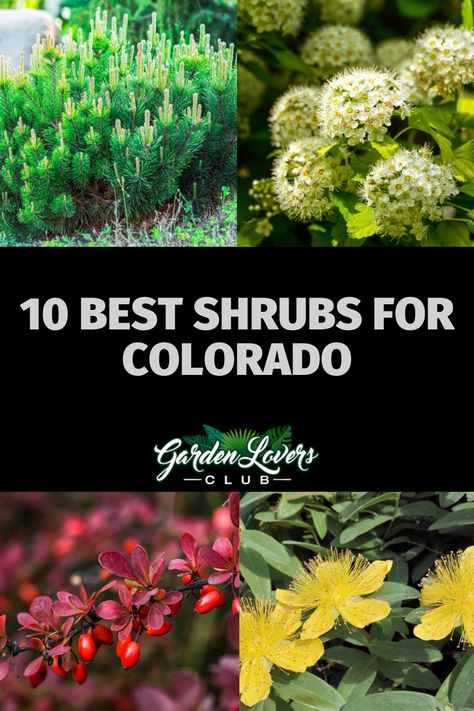 Colorado Flowers, Full Sun Landscaping, Colorado Landscaping, Colorado Gardening, Xeriscape Plants, Xeriscape Front Yard, Shrubs For Landscaping, Xeriscape Landscaping, Bush Garden