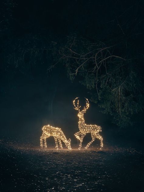 Outdoor Reindeer Decorations, Outdoor Xmas Lights, Reindeer Outdoor Decorations, Outdoor Reindeer, Christmas Deer Decorations, Deer Light, Holiday Lights Outdoor, Reindeer Lights, Christmas Garden Decorations