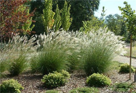 I love ornamental grasses - this Miscanthus has feathery white tips that are just beautiful in a breeze! Miscanthus Sinensis, Perennial Grasses, Waterwise Garden, Front Yard Design, Grasses Landscaping, Landscape Plans, Backyard Inspo, Garden Oasis, Sun And Water