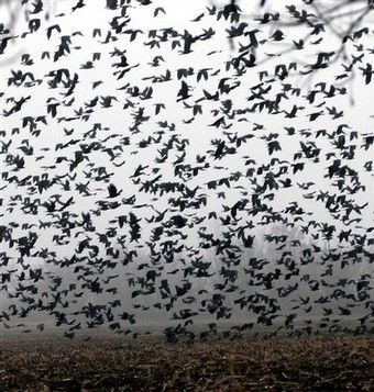 There must be between 200 to 300 crows in this "murder Group Of Crows, Crow Pictures, October Country, Scp Foundation, Curious Creatures, End Of Days, Night Aesthetic, Crows, Island Life