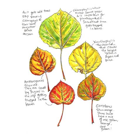 Kristin Link Fall Leaves Bullet Journal, Leaves Changing Color, Aspen Leaf, Science Illustration, Nature Sketch, Leaf Drawing, Painting Glassware, Nature Drawing, Flower Coloring Pages