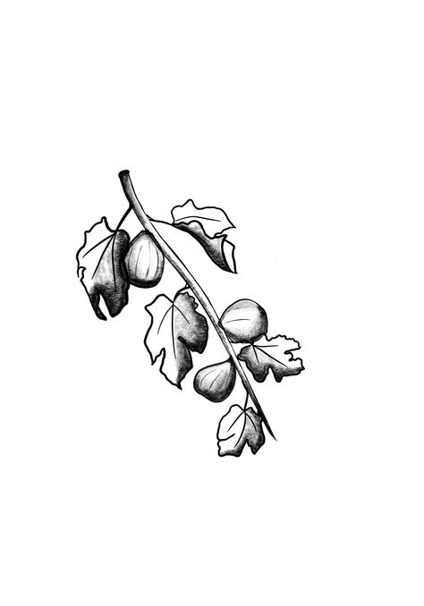 Fig Tree Drawing Simple, Fig Tree Branch Tattoo, Fig Tree Sylvia Plath Tattoo, Fig Branch Tattoo, Fig Leaf Tattoo, Fig Tree Tattoo, Sylvia Plath Tattoo, Fig Tattoo, Fig Branch