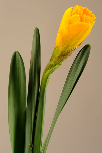 Daffodil Photography, Daffodils Planting, Early Spring Flowers, Daffodil Flower, Floral Photography, Scientific Illustration, Enchanted Garden, Botanical Drawings, Planting Bulbs