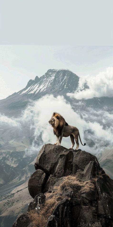 Wildlife Aesthetic Wallpaper, Lion Dp, Lion Wallpaper Aesthetic, Mcgregor Wallpapers, Deadpool Hd Wallpaper, Pretty Flowers Photography, Ocean Waves Photography, Android Wallpaper Dark, Lion Photography