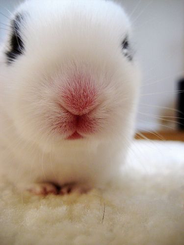 Pink Bunny Nose Rabbit Nose, Bunny Nose, Bunnies Cute, Animal Noses, Bunny Names, Hunny Bunny, Wet Cat, Face Pictures, Pink Bunny