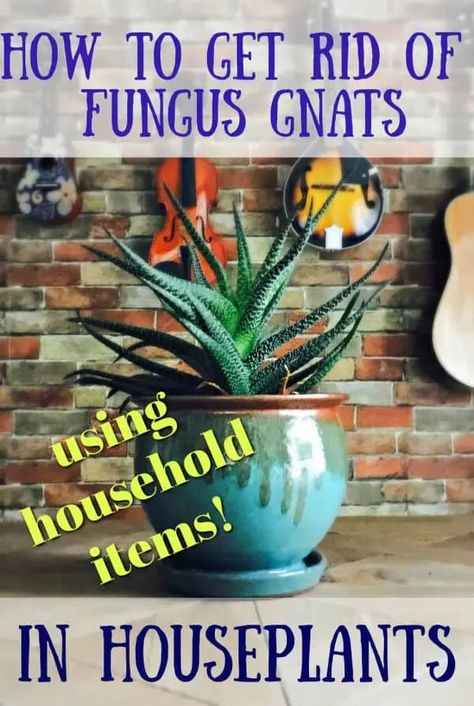 How to get rid of fungus gnats in houseplants. Learn why those little bugs invade your houseplant and how to get rid of them . Gnats In House Plants, Houseplant Tips, Indoor Herbs, How To Get Rid Of Gnats, Plants Tips, Fungus Gnats, Diatomaceous Earth Food Grade, Plant Bugs, Tattoo Plant