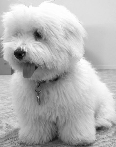 Coton de Tulear belonging to Project Runway's producer & director. From Absolutely Beautiful Cotons @ abccotons.com Coton Du Tulear, Cotton De Tulear, Coton De Tulear Dogs, Havanese Puppy, Be Faithful, Coton De Tulear, Havanese Puppies, Havanese Dogs, Project Runway