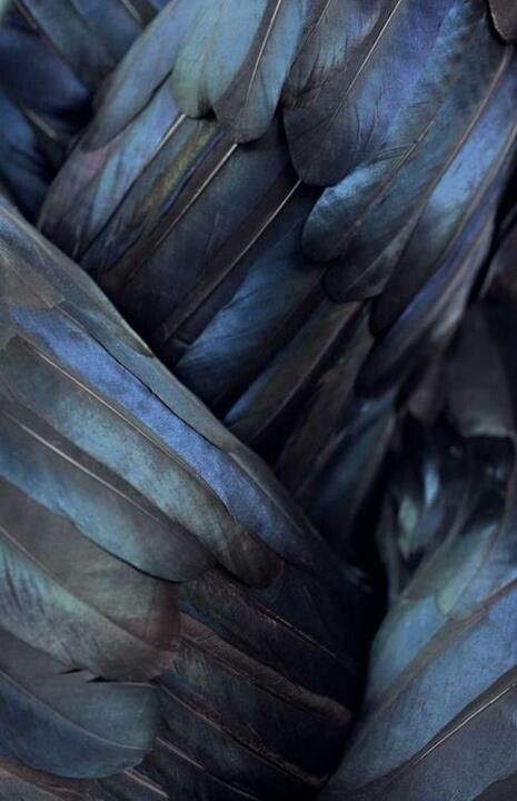 Crow feathers - The feathers symbolise balance, a release from past beliefs, skillful and cunning. Feathers, Dark Blue, Blue