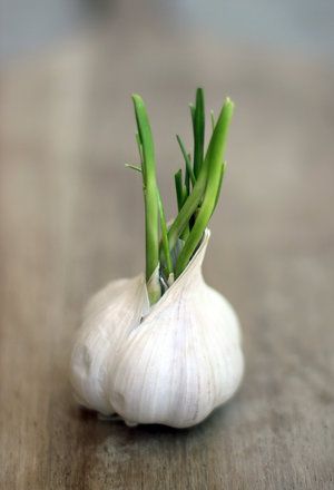 Garlic Sprouts, Chinese Herbs, Garlic Bulb, Spices And Herbs, Nutrition Education, Traditional Medicine, Food Facts, Fresh Garlic, Roasted Garlic