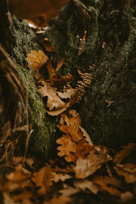 Phone Fall Wallpaper, Goblincore Wallpaper, Goblincore Aesthetic Wallpaper, Goblin Core Aesthetic, Forestcore Aesthetic, Faerie Aesthetic, Forest Walks, Goblincore Aesthetic, Wallpaper Aesthetics