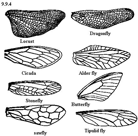 Insect Wings Reference, Bug Wings Reference, Bug Wings Drawing, Insects With Wings, Insect Wings Drawing, Insect Wing Tattoo, Bug Wing Tattoo, Fly Wings Drawing, Bug Wings Tattoo