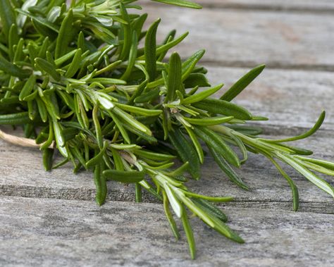 Gudrun Muenz/Shutterstock Herb De Provence Recipe, Rosemary Herb, Growing Rosemary, Tattoo Plant, Herbs De Provence, Culinary Herbs, Indoor Herb Garden, Herbs Indoors, Essential Oils Rosemary