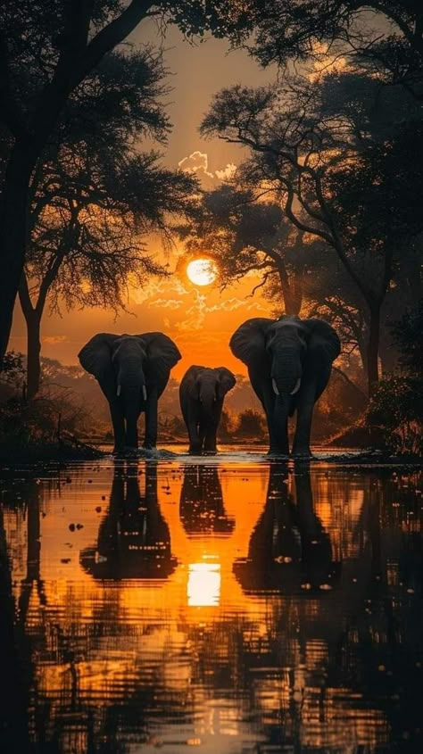 Wild Life Wallpaper, Wild Animals Wallpaper, Elephant Aesthetic, Peaceful Pictures, Dreamy Pictures, Art Peaceful, Tier Tattoo, Artistic Patterns, Elephant Wallpaper