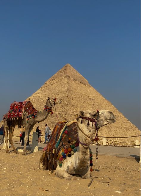 Camels. Pyramids. Egypt. Cairo. Travel. Wallpaper. Attractions. Architecture. Nature. Desert. Sand. Animals. Exotic culture. Pyramids Egypt Aesthetic, Egypt Aesthetic Wallpaper, Cairo Egypt Aesthetic, Egypt Landmarks, Cairo Egypt City, Sand Animals, Ancient Egypt Pictures, Egypt Pictures, Cairo Travel