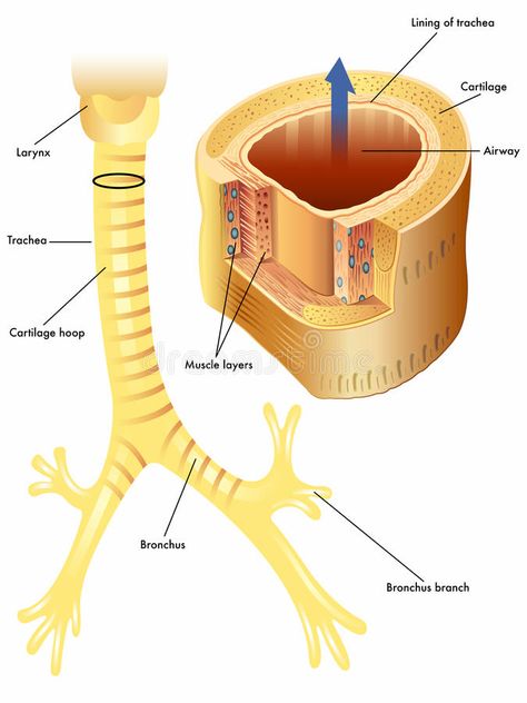 Trachea. Medical illustration of the anatomy of the trachea , #AD, #Medical, #Trachea, #illustration, #trachea, #anatomy #ad Trachea Anatomy, Medicine Notes, Nursing Study, Medical Illustration, Anatomy, Stock Vector, Vector Illustration, Medical, Medical Illustrations