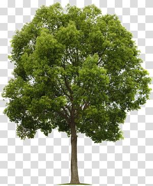 Earth Day Post, Tree Transparent Background, Tree Trunk Drawing, Landscape Symbols, Grass Png, Png For Editing, Certificate Layout, Tree Photoshop, Larch Tree