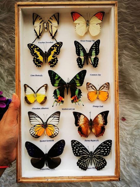 Rare Butterflies, Entomology Decor, Taxidermy Decor, Maine Decor, Framed Insect, Butterfly Taxidermy, Insect Taxidermy, Butterfly Room, Butterfly Insect