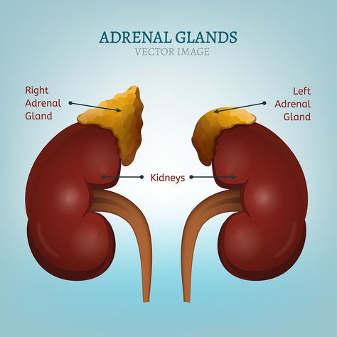 Signs Of Adrenal Fatigue, Adrenal Gland, Adrenal Fatigue Symptoms, Kidney Pain, Adrenal Health, Pituitary Gland, Adrenal Glands, Learn Yoga, Cortisol Levels