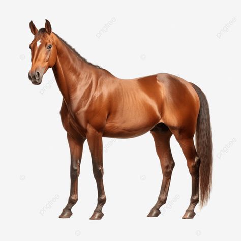 bay sport horse isolated generate ai Horse Png, Sport Horse, Horse Rider, Graphic Resources, Photoshop, Horses, Clip Art