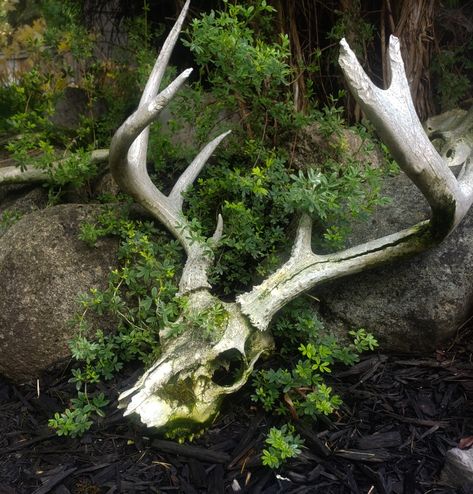 Bones In Forest, Liamcore Aesthetic, Deer Skull Aesthetic, Antlers Aesthetic, Animal Bones Aesthetic, Feralcore Aesthetic, Vulture Culture Aesthetic, Starflesh Core Aesthetic, Animal Remains