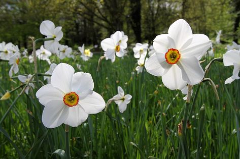 https://flic.kr/p/n9kB7o | Narcissus poeticus Narcissus Flower, Winter Rose, Green Backgrounds, Plants, Flowers