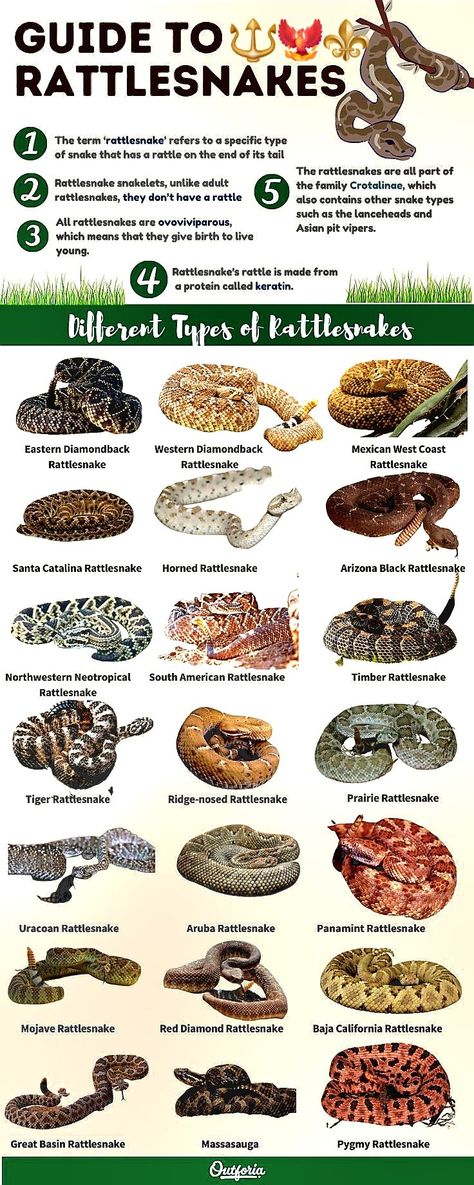 Snake Species, Rattlesnake Bites, Viper Snake, Types Of Snake, Animal Ideas, Pit Viper, Animal Care, Wild Life, Cute Little Animals