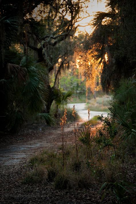 Southern Landscapes, Marsh Landscape, Southern Landscape, The South, Marshland Aesthetic, Low Country Aesthetic, Deep South Aesthetic, Marsh Aesthetic, Louisiana Landscape