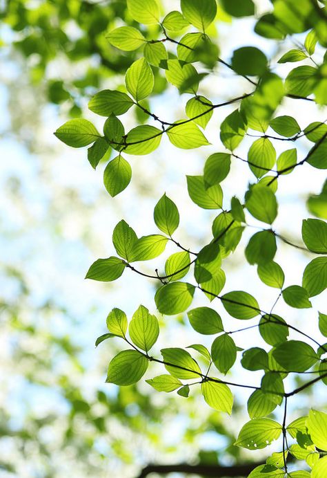 Photos Of Leaves, Spring Leaves, Leaves Pictures, Leaves Photography, Leaf Photo, Foliage Reference Photo, Tree Leaves Photography, Leaves Close Up Photography, Peaceful Backgrounds