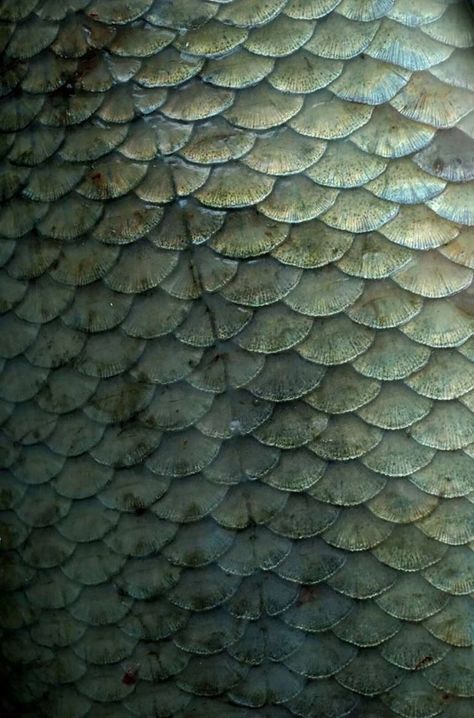 Fish Scales Photography, Green Scales Aesthetic, Fish Scales Tattoo, Scales Aesthetic, Fish Texture, Peter Pan Kostüm, Animal Scales, Sea Texture, Scale Texture