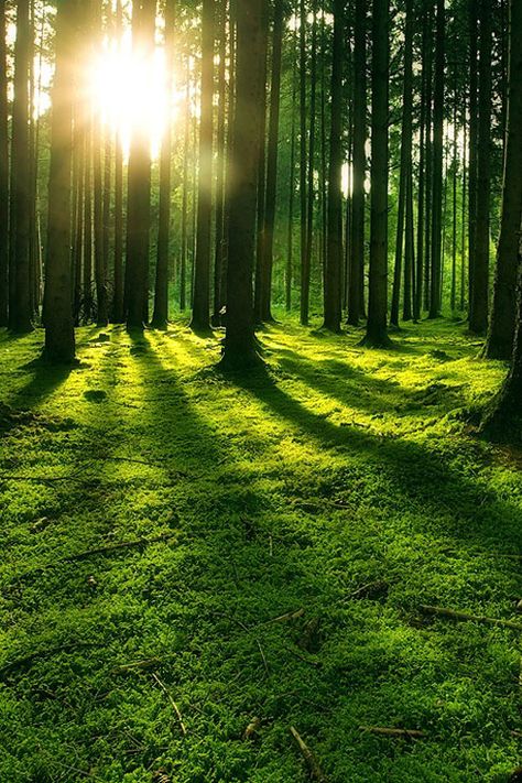 Era Victoria, Forest Light, Forest Wallpaper, Green Forest, Green Nature, Alam Yang Indah, Beautiful Nature Pictures, Green Grass, In The Forest