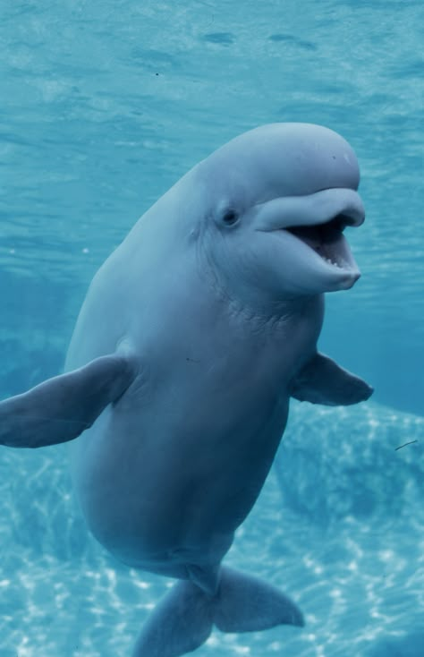 Beautiful Beluga.  (supposivly a type of dolphin) Beluga Whale Photography, Beluga Whale Aesthetic, Beluga Whale Wallpaper, Balooga Whale, Baby Beluga, Mystic Aquarium, Beluga Whales, Zestaw Ikon, Beluga Whale