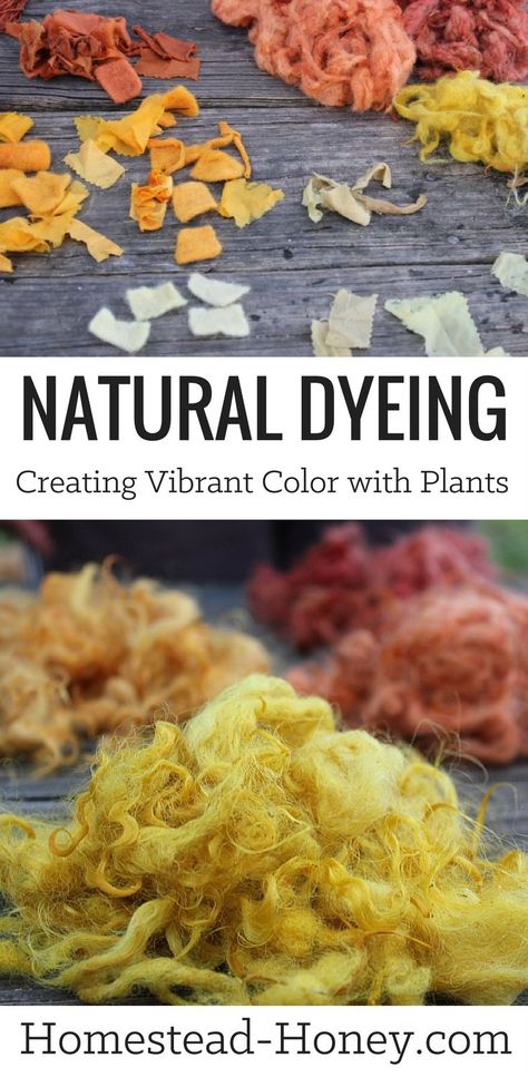 Vibrant colors can be achieved with the process of natural dyeing. Use plants from your backyard to create dyes for cotton, silk, wool and more! | Homestead Honey How To Dye Clothes, Tinta Natural, Natural Dye Fabric, Homesteading Diy, Eco Dyeing, Natural Dyeing, Backyard Farming, Eco Printing, Plant Dyes