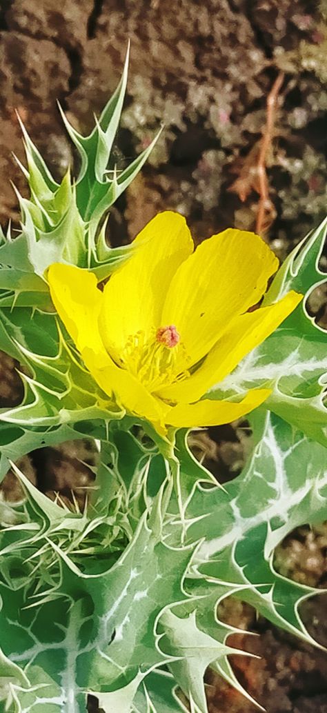 Argemone mexicana | Photo by Dr (Ms) Sharad Singh Argemone mexicana (Mexican poppy, Mexican prickly poppy, flowering thistle, cardo or cardosanto or ऊंटकटार) is a species of poppy found in Mexico and now widely naturalized in many parts of the world. #NaturePhotography #nature #Photography #DrMissSharadSingh #natgeophotoclick #horizonphotography #mexicanpoppy, Mexican prickly poppy #floweringthistle, #cardo #cardosanto #ऊंटकटार Mexican Poppy, Prickly Poppy, Birthday Painting, And Now, Poppies, Nature Photography, The World, Birthday, Flowers