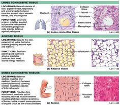 CONNECTIVE TISSUES - comparison Connective Tissue Anatomy, Human Body Tissue, Loose Connective Tissue, Tissue Biology, Biology Worksheet, Anatomy Coloring Book, Integumentary System, Human Tissue, Tissue Types