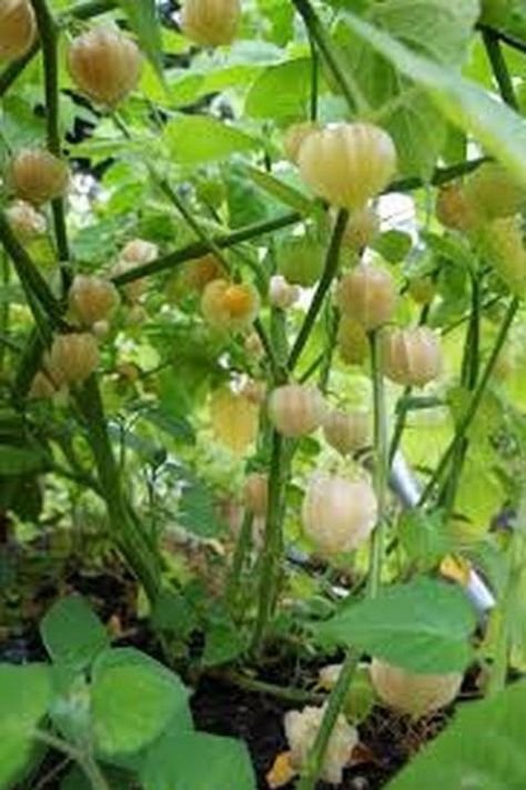 Cape Gooseberry (Physalis Peruviana)- 50 seeds Heirloom Flowers, Orchard Ideas, Best Probiotic Foods, Turmeric Lemonade, Fruits Garden, Tomatoes In Containers, Food That Causes Inflammation, Cape Gooseberry, Garden Fruit