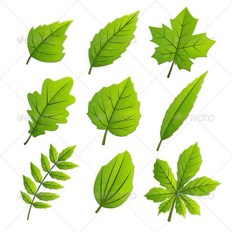 Forest Leaves Drawing, Forest Icon, Leaf Identification, Shadow Tree, Different Trees, Different Leaves, Trees Vector, Rainforest Theme, Gold And Black Background