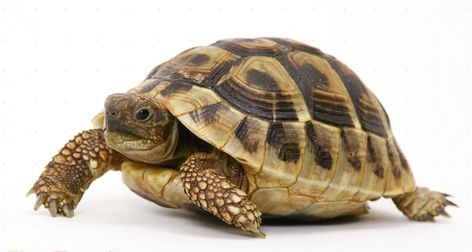 Hermann Tortoise, Turtle Background, Land Turtles, Russian Tortoise, Baby Bearded Dragon, Cute Tortoise, Ocean Turtle, Pet Turtle, Tortoise Turtle