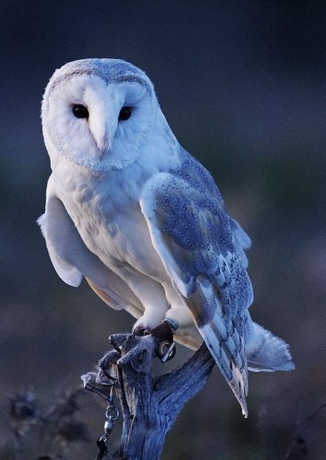 #daughteroftheforests @daughteroftheforests December 13 2018 at 05:09PM Barn Owls, Owl Photography, Owl Photos, Owl Pictures, Beautiful Owl, Owl Bird, Snowy Owl, Owl Art, Pretty Birds