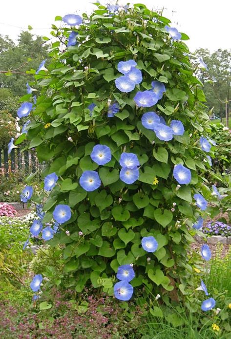 How many morning glories do I need? Morning Glory Plant, Blue Morning Glory, Morning Glory Flowers, Blue Morning, Garden Obelisk, Garden Vines, Cottage Garden Design, Morning Glories, Cottage Garden Plants