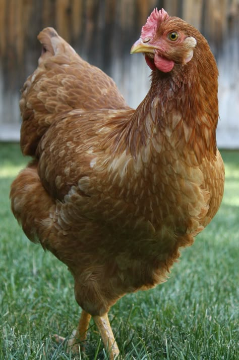 Chickens Images, Chicken Portrait Photography, A Chicken, Hen Pictures, Hen Images, Live Chicken Pictures, Brown Chicken, Chicken Reference, Hen Photography