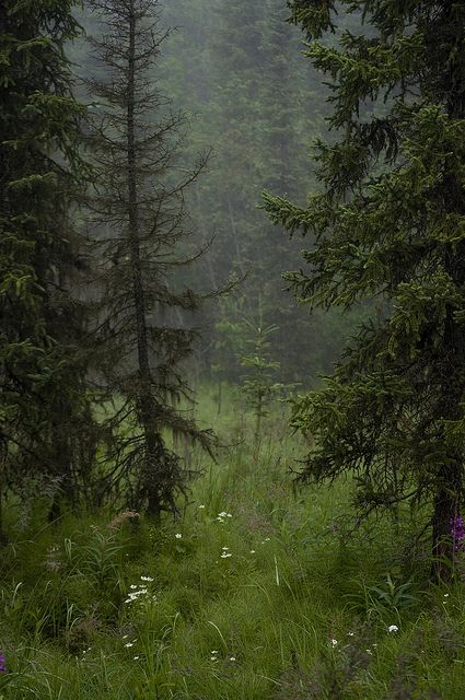 Ohhh wow. Miss this sort of thing Dark Naturalism, Theme Nature, Dark Green Aesthetic, Foggy Morning, Seni Cat Air, Pine Trees, Dark Forest, Nature Aesthetic, Enchanted Forest