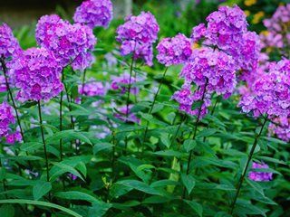 Tall Phlox, Best Smelling Flowers, Phlox Plant, Portland Garden, Phlox Flowers, Phlox Paniculata, Smelling Flowers, Cut Flower Garden, Pollinator Garden