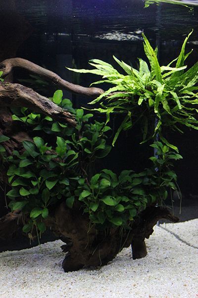 Shallow Aquarium Aquascape, Java Fern Aquascape, Anubias Aquarium, Freshwater Aquascape, Java Fern, Biotope Aquarium, Amazing Aquariums, Fish Tank Design, Aquascape Design