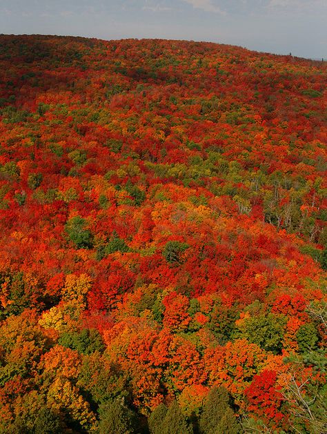 Northern Minnesota, come fall time, is right pretty. Sawtooth Mountains, Outside Lutsen, Minnesota. Lutsen Minnesota Fall, Northern Minnesota Aesthetic, Lutsen Mountain, Lutsen Minnesota, Minnesota Life, Sawtooth Mountains, Minnesota Travel, Minnesota Home, Northern Minnesota