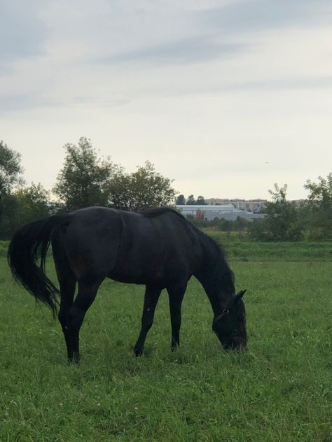 Cute Horse Pictures, Black Stallion, Horse Wallpaper, Horse Videos, Horse Aesthetic, Black Horses, Thoroughbred Horse, Dressage Horses, Pretty Animals